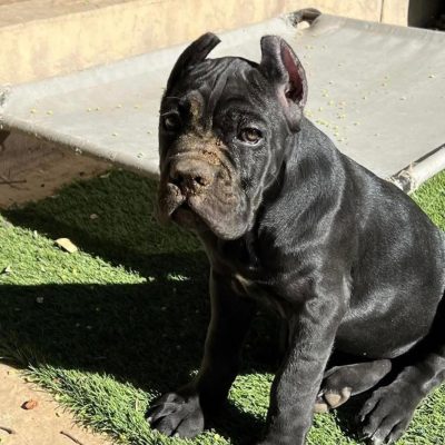 Milo